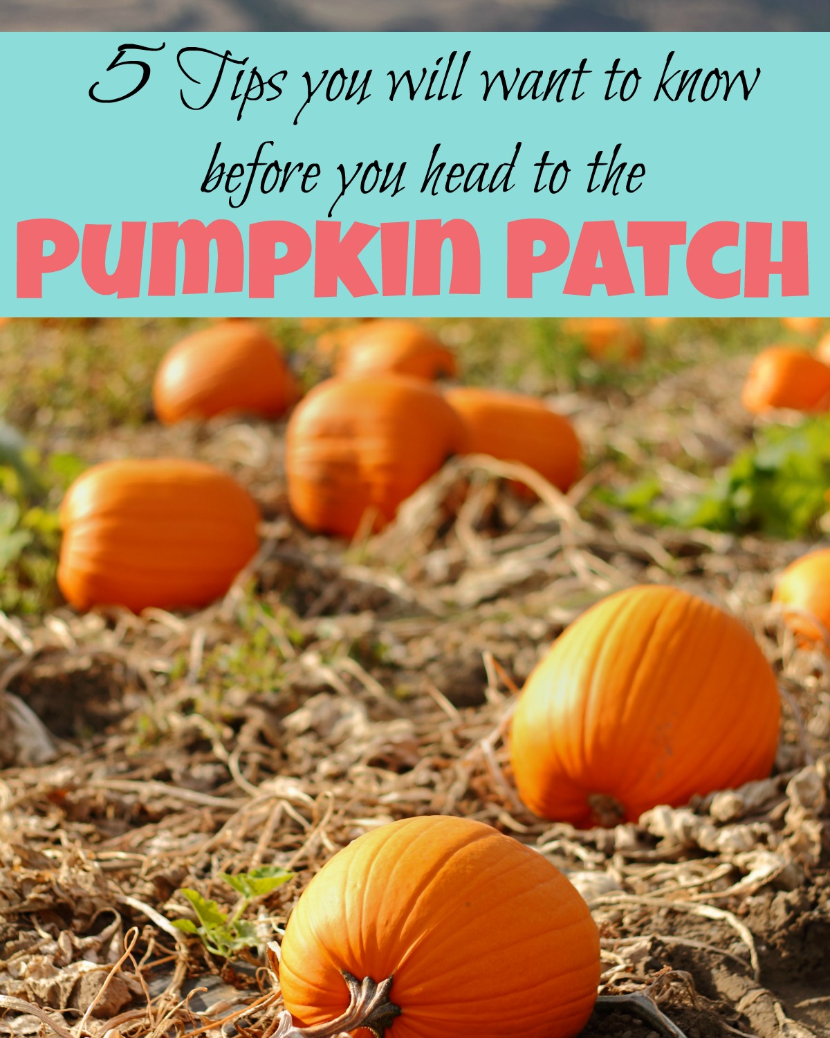 5 tips that will make your day at the pumpkin patch even more fun